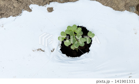 畑の発芽の双葉 141901331