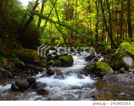 苔むす岩と流れの輝き ― 小八賀川の夏景 苔むす岩と流れの輝き ― 小八賀川の夏景 141901353