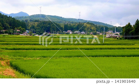 段々畑の長閑な風景 141901640