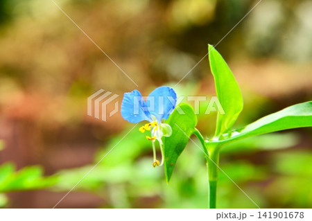 青いツユクサの花 青いツユクサの花 141901678