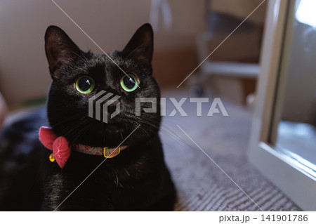 黒猫 141901786