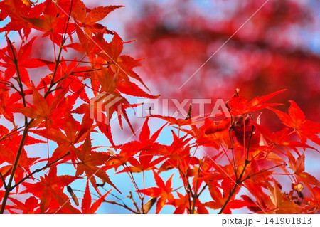 京都 宝厳院 獅子吼の庭 秋の美しい紅葉(京都府京都市右京区) 京都 宝厳院 獅子吼の庭 秋の美しい紅葉(京都府京都市右京区) 141901813