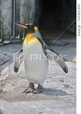 キングペンギン・旭山動物園（北海道・旭川市） 141901893