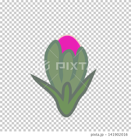濃いピンクのダイアンサスのイラスト 141902016