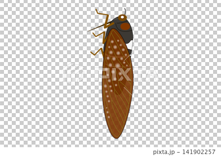 An illustration of a brown cicada viewed from the side. An illustration of a brown cicada viewed from the side. 141902257