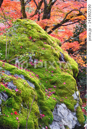 京都 宝厳院 獅子吼の庭 秋の美しい紅葉(京都府京都市右京区) 京都 宝厳院 獅子吼の庭 秋の美しい紅葉(京都府京都市右京区) 141902290