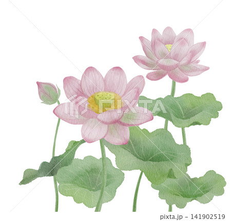 蓮の花と葉の水彩イラスト素材 蓮の花と葉の水彩イラスト素材 141902519