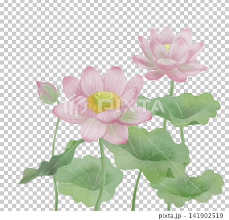 蓮の花と葉の水彩イラスト素材 蓮の花と葉の水彩イラスト素材 141902519