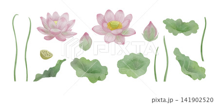 蓮の花と葉の水彩イラスト素材 蓮の花と葉の水彩イラスト素材 141902520