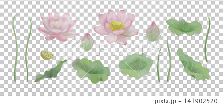 蓮の花と葉の水彩イラスト素材 蓮の花と葉の水彩イラスト素材 141902520