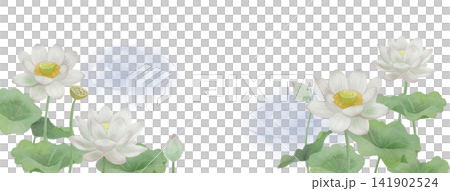 一幅白色蓮花的水彩插圖。 一幅白色蓮花的水彩插圖。 141902524