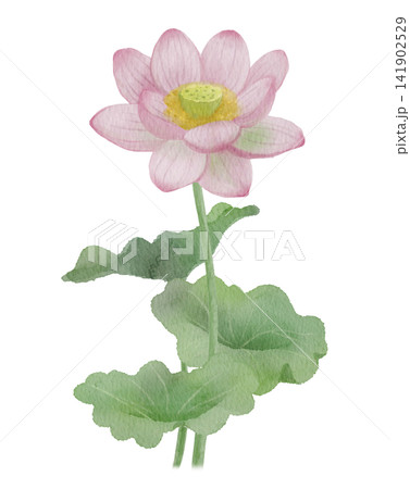 水彩で描いた蓮の花 水彩で描いた蓮の花 141902529