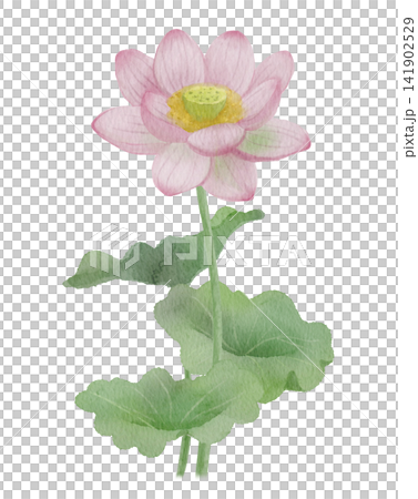 水彩蓮花 水彩蓮花 141902529