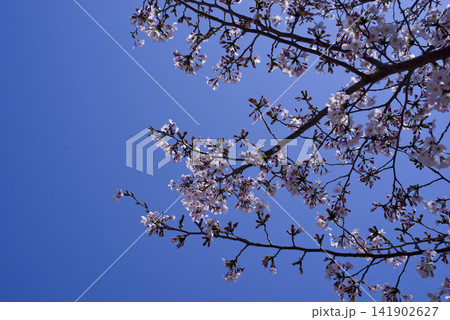青空の下、公園のソメイヨシノの桜の花が満開です。 青空の下、公園のソメイヨシノの桜の花が満開です。 141902627