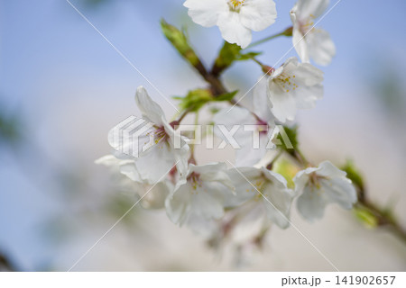 青空の下、公園のソメイヨシノの桜の花が満開です。 青空の下、公園のソメイヨシノの桜の花が満開です。 141902657