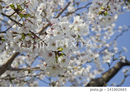 青空の下、公園のソメイヨシノの桜の花が満開です。 青空の下、公園のソメイヨシノの桜の花が満開です。 141902665