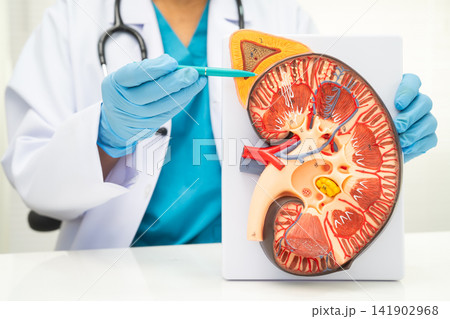 Kidney disease, Chronic kidney disease ckd, Doctor hold human model to treat and study in hospital. 141902968