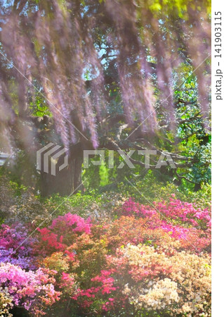 あしかがフラワーパークの藤 141903115