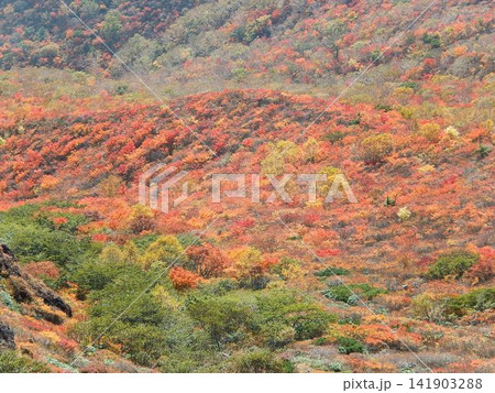 牛ヶ首周辺に広がる紅葉の絶景 141903288