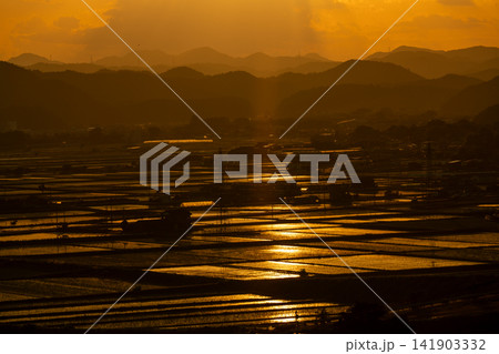 黄金色に輝く夕陽に照らされる亀岡盆地の水田 黄金色に輝く夕陽に照らされる亀岡盆地の水田 141903332