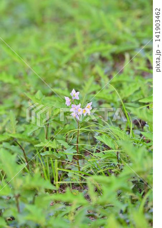 花を咲かすワルナスビ 花を咲かすワルナスビ 141903462