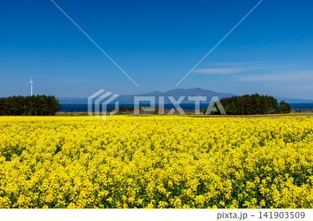 青森県上北郡横浜町大豆田 菜の花フェスティバル会場の一面の菜の花畑と陸奥湾越しの釜臥山 青森県上北郡横浜町大豆田 菜の花フェスティバル会場の一面の菜の花畑と陸奥湾越しの釜臥山 141903509