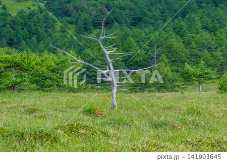 高原の豊かな草地にたたずむ白い立ち枯れの木と深い緑の森林風景 高原の豊かな草地にたたずむ白い立ち枯れの木と深い緑の森林風景 141903645