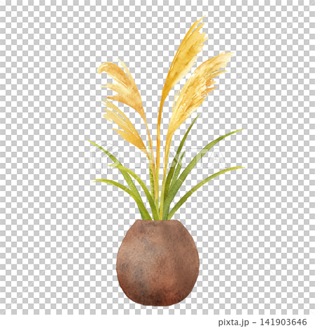 Pampas grass in a vase - Hand-painted watercolor illustration Pampas grass in a vase - Hand-painted watercolor illustration 141903646