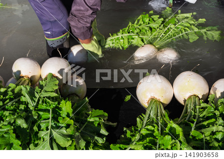野菜洗い場で出荷準備の京野菜で有名な旬の聖護院大根を撮影 野菜洗い場で出荷準備の京野菜で有名な旬の聖護院大根を撮影 141903658