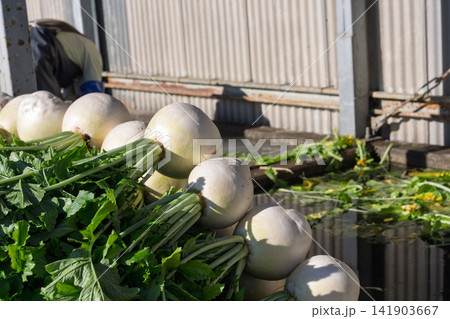 野菜洗い場で出荷準備の京野菜で有名な旬の聖護院大根を撮影 野菜洗い場で出荷準備の京野菜で有名な旬の聖護院大根を撮影 141903667