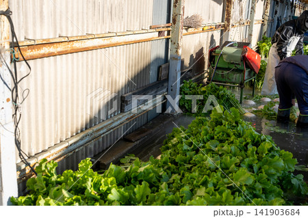 野菜洗い場で出荷準備の京野菜で有名な旬の聖護院大根を撮影 141903684