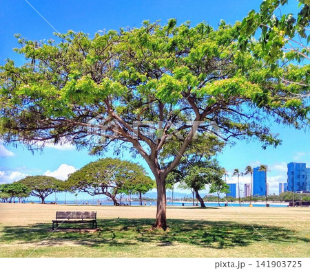 ハワイ・アラモアナ公園の大きな木とベンチ、海と高層ビルを望む風景 ハワイ・アラモアナ公園の大きな木とベンチ、海と高層ビルを望む風景 141903725