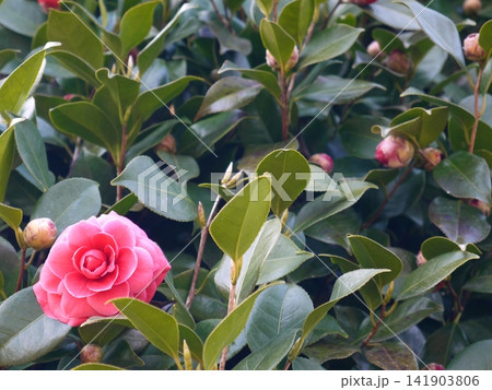 赤い椿の花 赤い椿の花 141903806