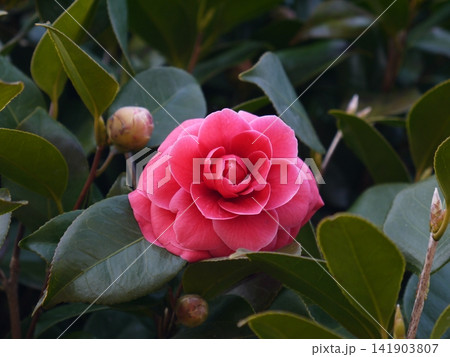 赤い椿の花 赤い椿の花 141903807