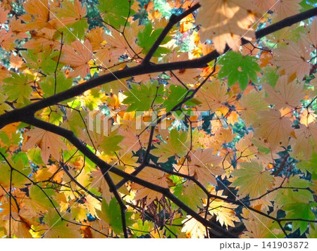 羽黒山の紅葉 羽黒山の紅葉 141903872