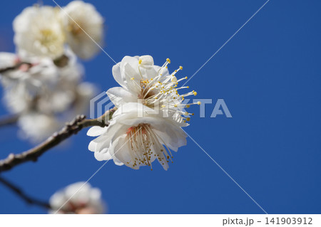 白い梅の花 白い梅の花 141903912
