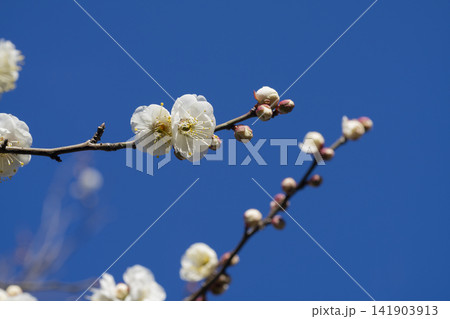 白い梅の花 白い梅の花 141903913