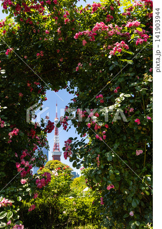 芝公園からの東京タワー 141903944