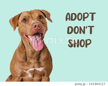 Funny brown dog with ADOPT DON'T SHOP text Funny brown dog with ADOPT DON'T SHOP text 141904127
