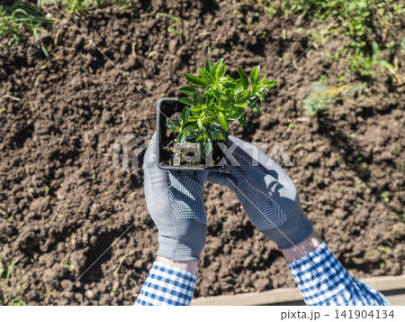 Gloved hand planting a green seedling Gloved hand planting a green seedling 141904134