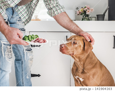 Cute dog patiently waiting for healthy meal with raw meat 141904163