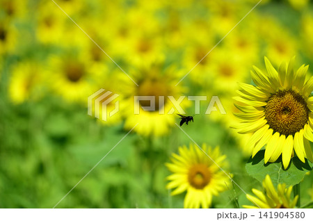 夏といえば 向日葵 夏といえば 向日葵 141904580