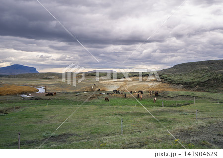 Icelandic Horses Grazing in the Highlands Icelandic Horses Grazing in the Highlands 141904629