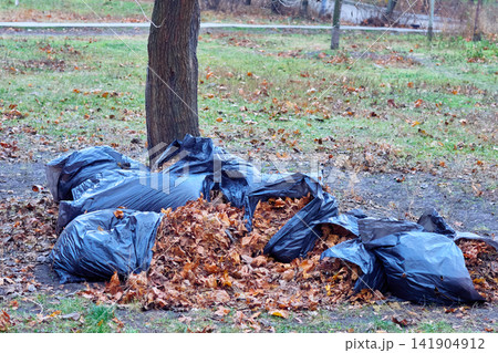 Park cleaning.Orange yellow leaves swapping into bag Park cleaning.Orange yellow leaves swapping into bag 141904912
