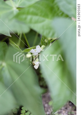 家庭菜園で育てているスジなしサヤインゲンの花 141905083