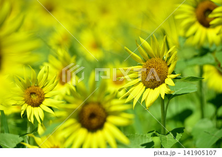 夏といえば 向日葵 夏といえば 向日葵 141905107