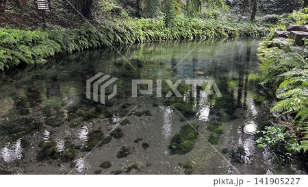 白川水源の湧水 白川水源の湧水 141905227