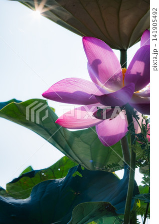 ハスの葉の隙間から差し込む光と透き通るピンクの花 141905492