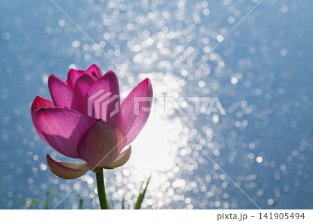キラキラ輝く水面の玉ボケと濃いピンク色のハスの花 141905494