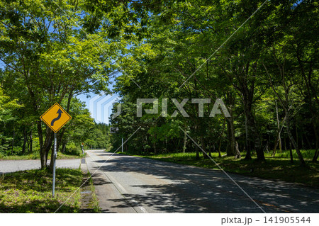 飛騨せせらぎ街道・盛夏 岐阜県高山市清見町 飛騨せせらぎ街道・盛夏 岐阜県高山市清見町 141905544